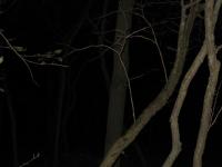 Chicago Ghost Hunters Group investigates Robinson Woods (244).JPG